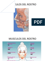 Musculos Del Rostro