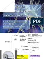 6 - Neurofisiologia - Sentidos Gerais e Especiais - Sistema Nervoso Sensorial