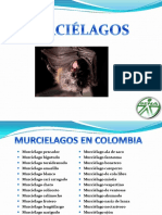 Clasificacion De Murcielagos .pdf
