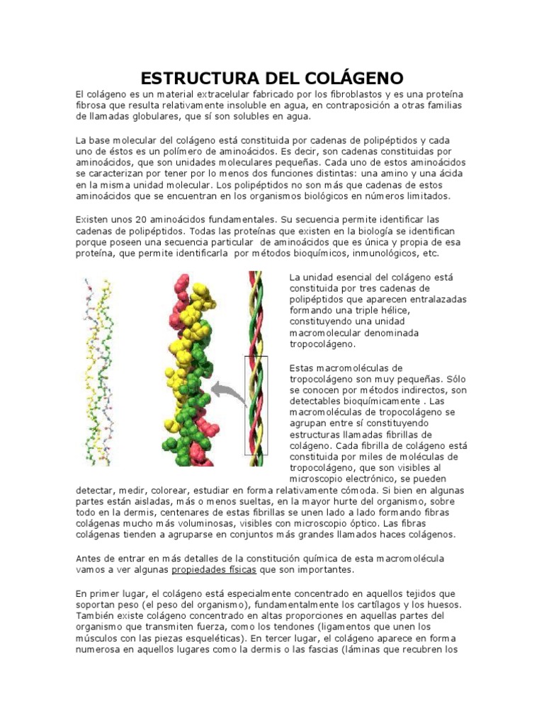 Estructura Del Colágeno | PDF | Colágeno | Aminoácidos
