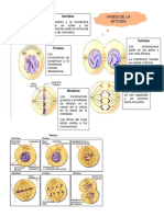 Mitosis PDF