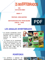 Diapositivas Animales Invertebrados - Carlos David Gomez