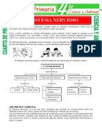 Sistema-Nervioso-para-niños-de-Cuarto-de-Primaria.doc