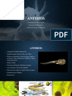 Anfibios