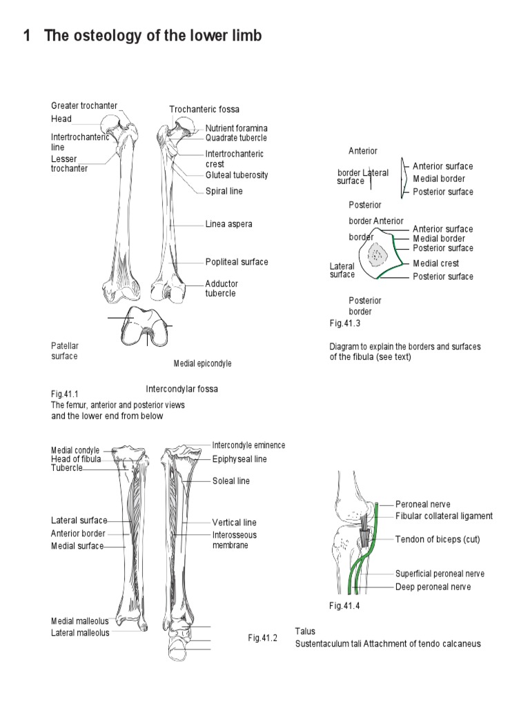 Osteology of the Lower Limb Explained | PDF | Knee | Skeletal System