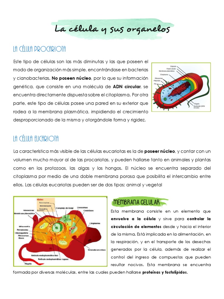 Tipos y Partes de las Células | PDF | Citoplasma | Biología Celular)