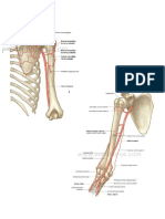 Imagenes de Irrigacion Arterial Del Miembro Superior