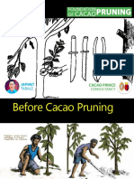 Cacao Prince - Pruning
