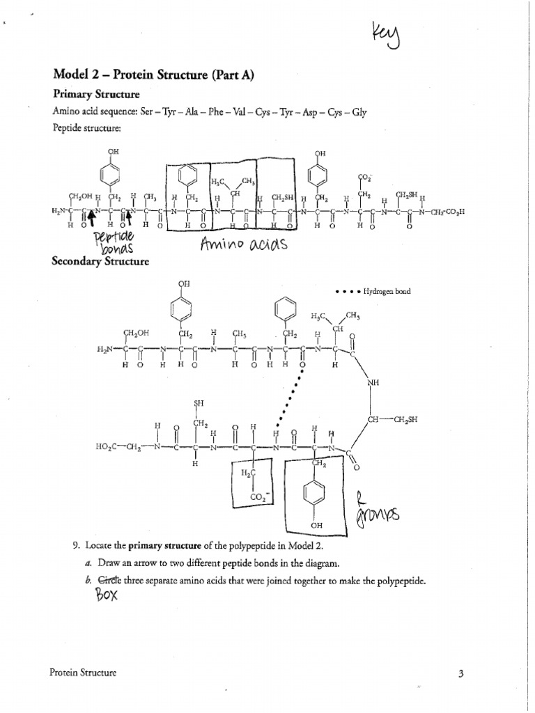 protein-pogil-key-pdf