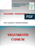 Anatomia Veterinária II: Tegumento Comum