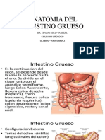 Anatomia Del Intestino Grueso