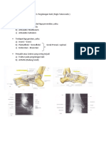 Pergelangan Kaki (Regio Talocruralis) Hayyunah