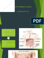 Diapositivas Delgado y Grueso