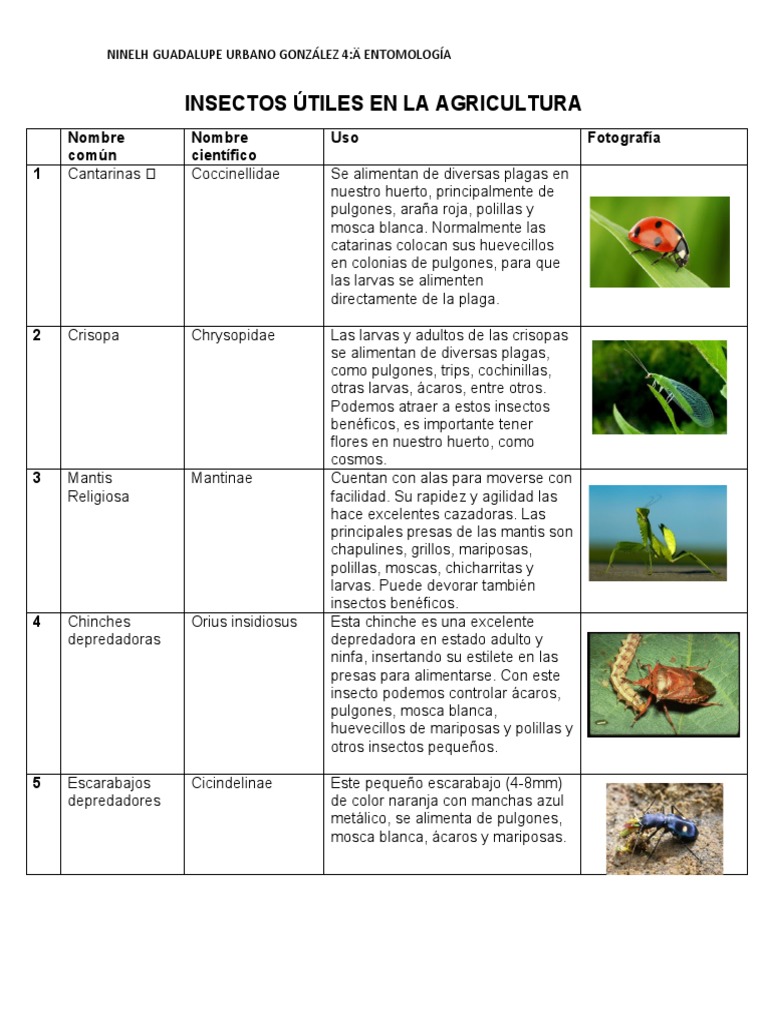 Insectos Útiles en Agricultura: Guía Visual | PDF | Insectos | Artrópodos