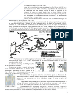 Mecanismo Molecular de La Recombinacion PDF