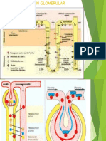 Fisiología Renal