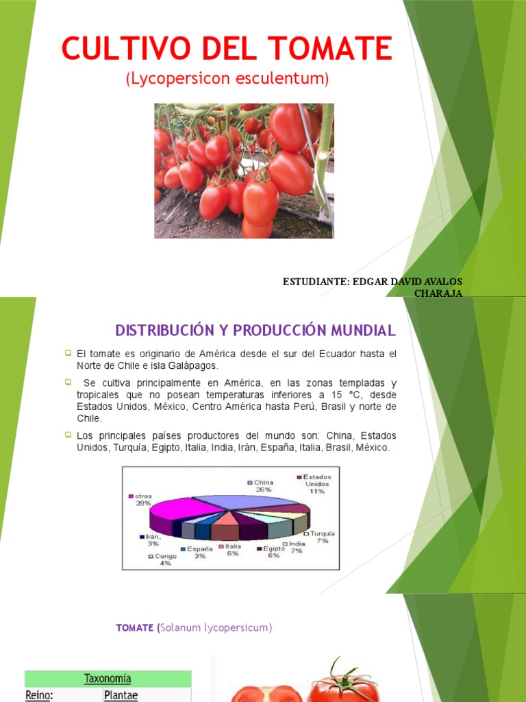Cultivo Del Tomate Pdf Tomate Riego