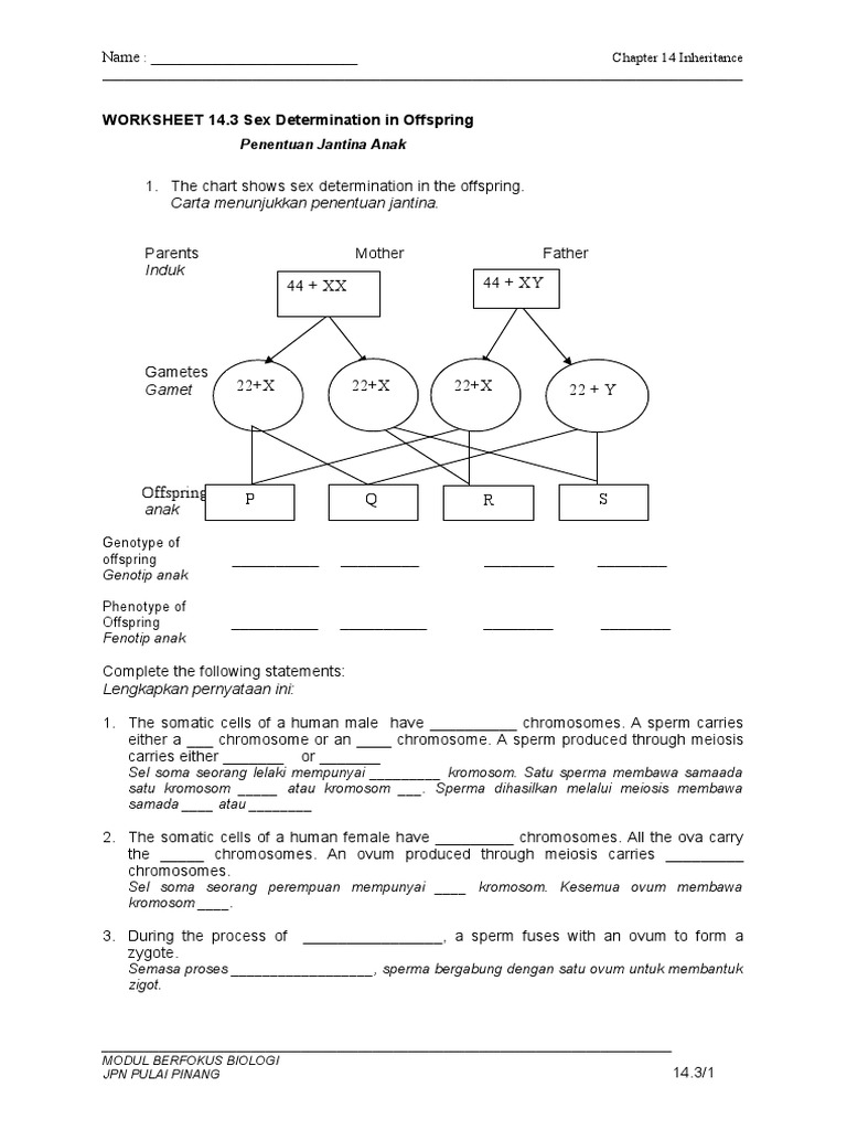 Human Sex Determination Worksheet | PDF | Sex | Male