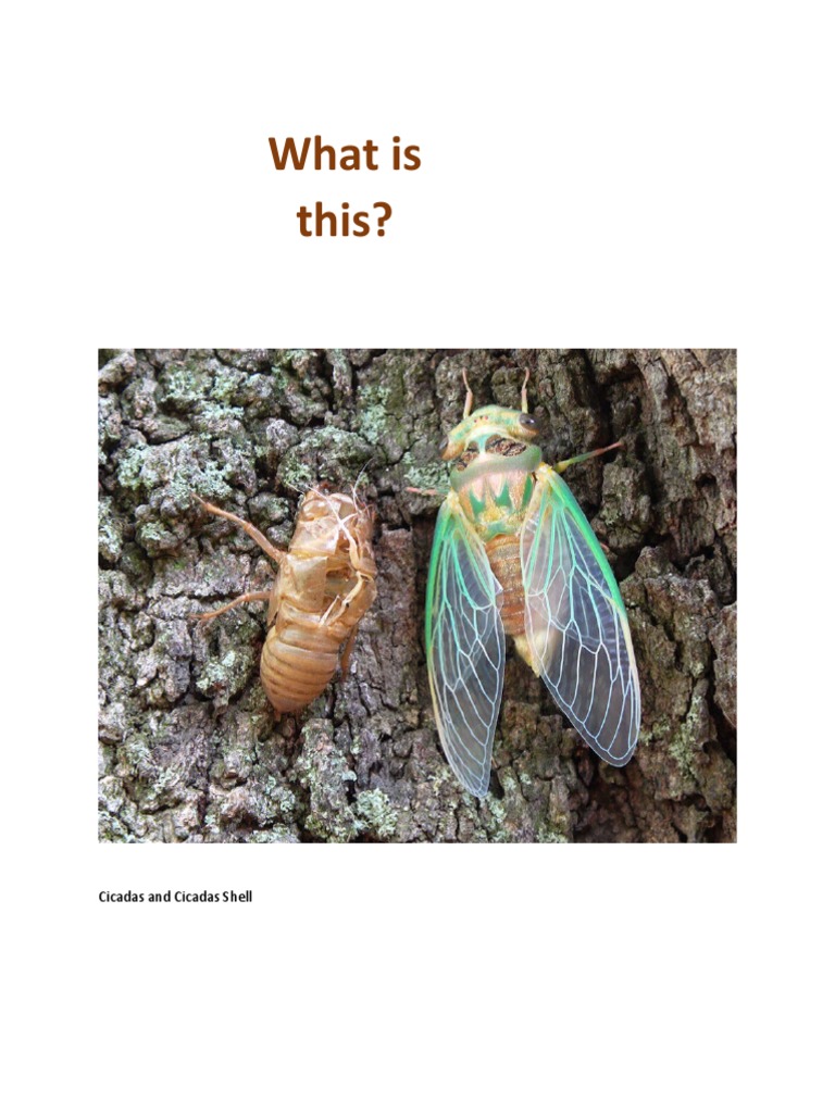 What Is This?: Cicadas and Cicadas Shell | PDF