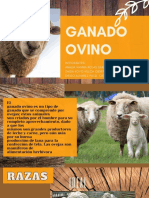 El Manejo de Ovinos