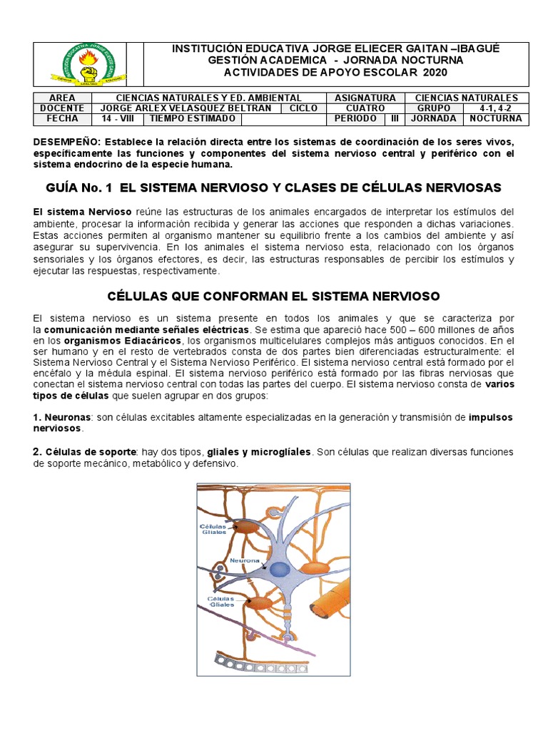 Sistema Nervioso: Neuronas y Glía | PDF | Neurona | Sinapsis