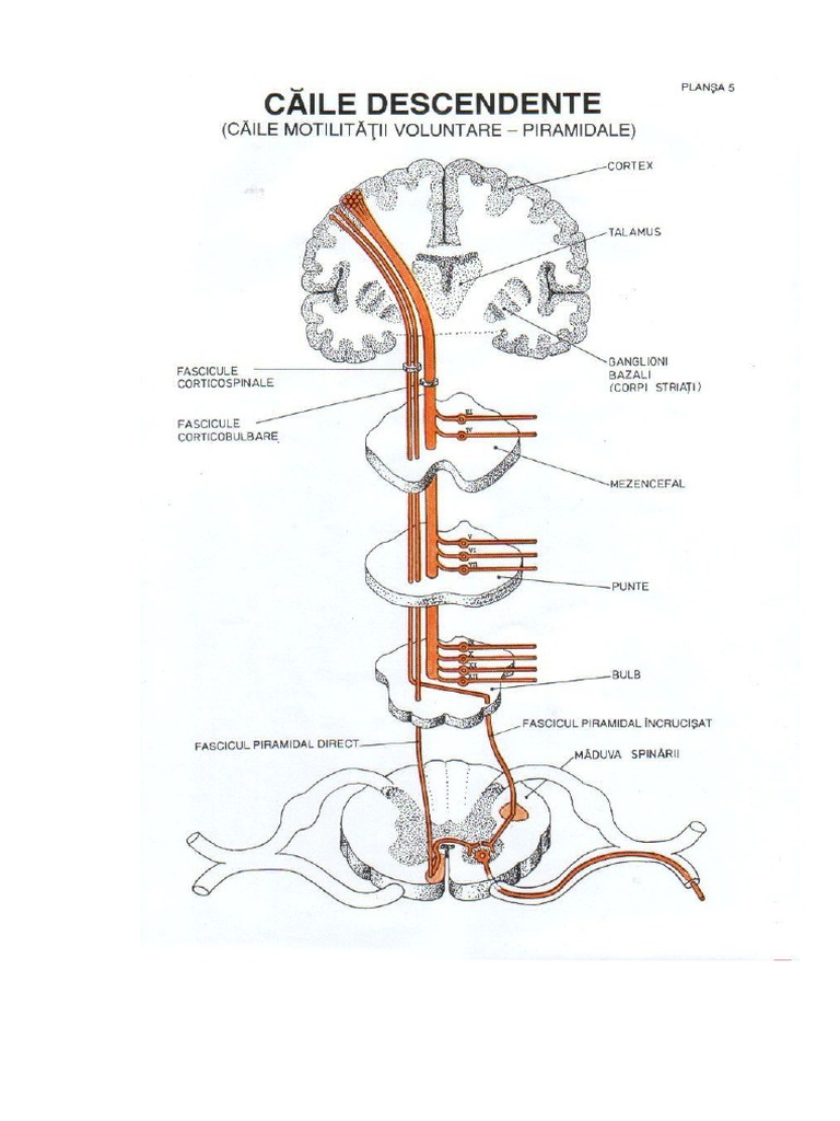 Reflexul Babinski | PDF