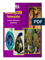 Clase Ascomycota - Cohorte Chaco