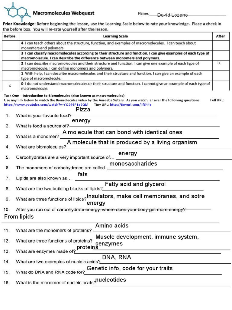 David Lozano Biomolecules Quest PDF Macromolecules Cell