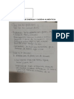 Transferencia de Energia y Cadena Alimenticia