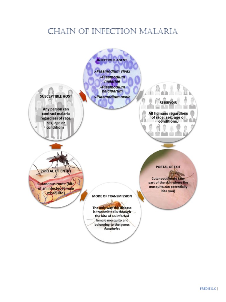 Chain of Infection Malaria | PDF