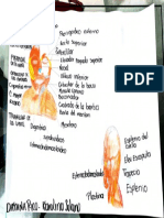 Cartelera Musculos PDF