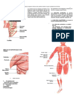 Sistema Muscular Estructura Morfologica e Imagenes