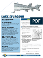 Lake Sturgeon: My Scientific Name by The Numbers