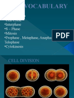 Stem 12 Cell Division