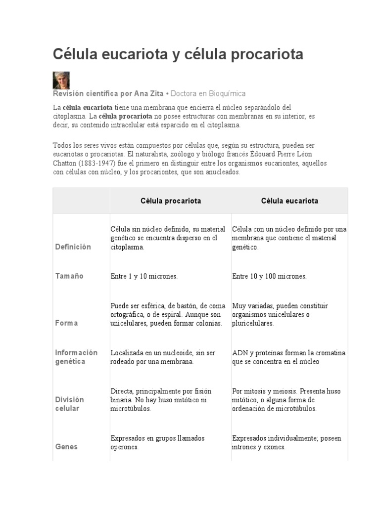 Comparativa de Células Eucariotas y Procariotas | PDF | Eucariotas ...