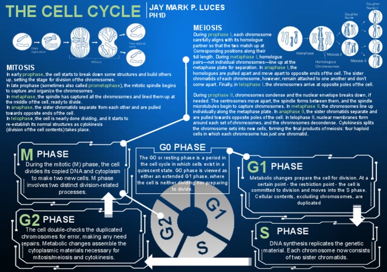 Overview of Cell Cycle Phases | PDF | Mitosis | Meiosis