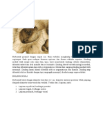 Anatomi Dab Histologi Penglihatan