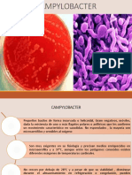 Campylobacter: Bacterias causantes de gastroenteritis