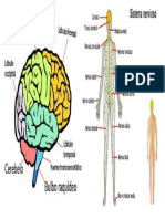 sistema nervioso y cerebro