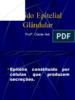 2.2 - Epitelio glândular