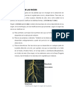 Clasificación de Las Raíces