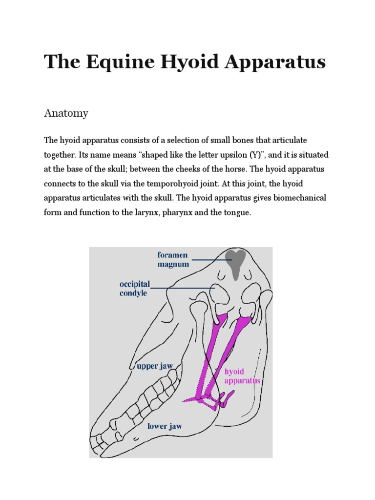 The Equine Hyoid Apparatus Anatomy PDF