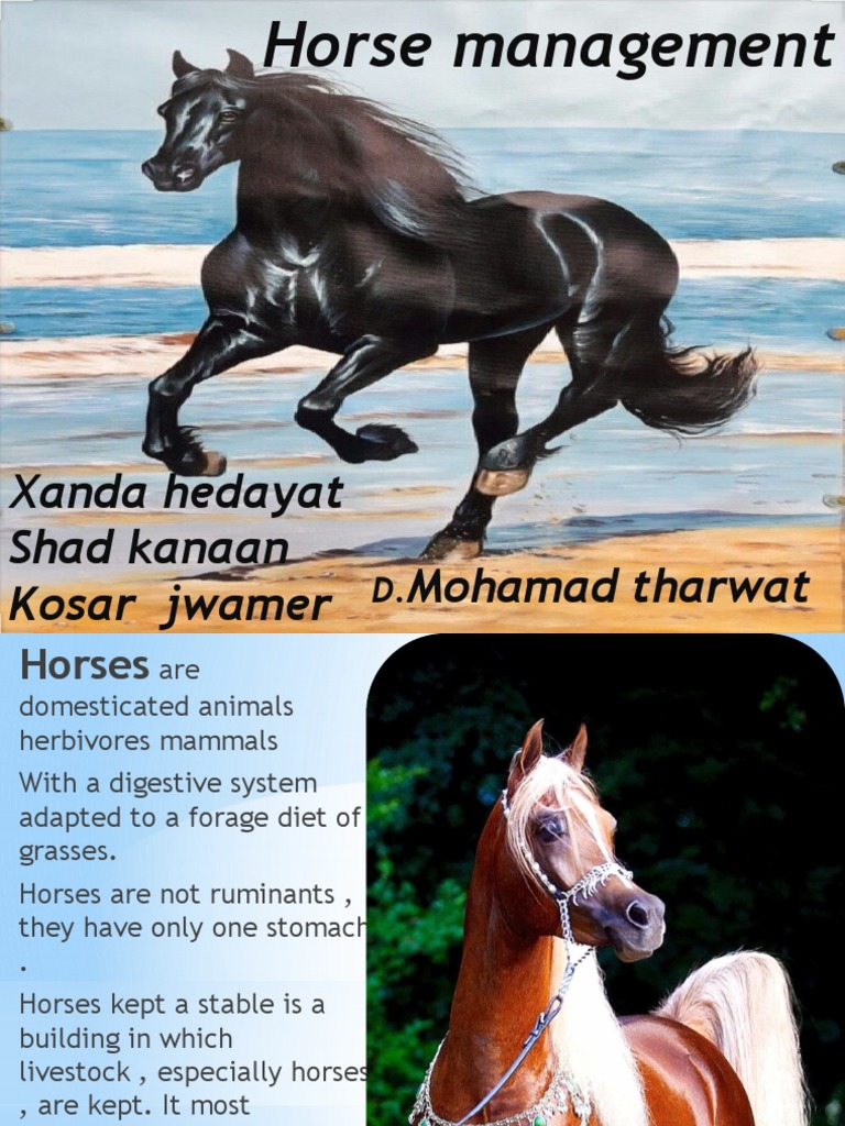 Essential Guide to Horse Management | PDF | Mare | Horses