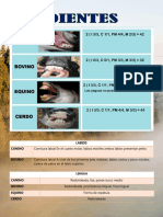 Cuadro Comparativo Ap. Digestivo Especies Domesticas