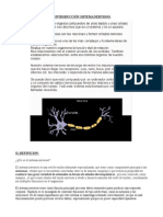 El Sistema Nervioso