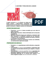 Anatomia Muscular Rumientes PDF