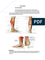 TENDON ACHILLES