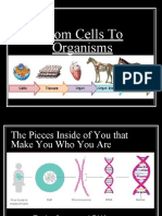 From Cells To Organisms