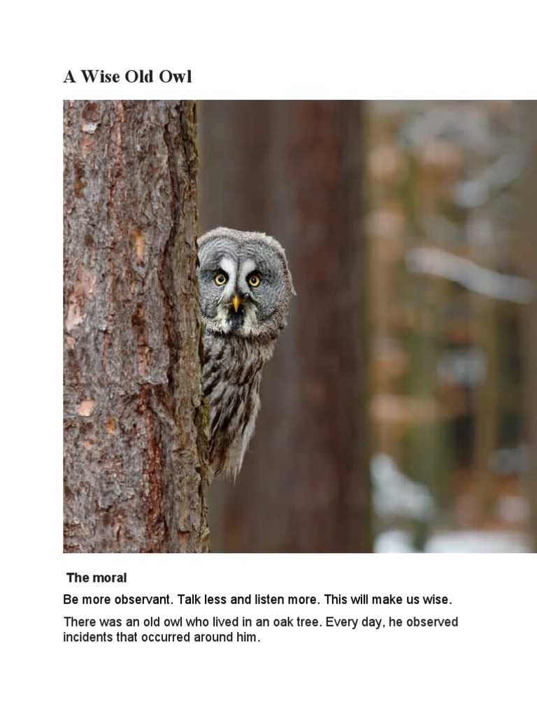 The Wise Old Owl: A Moral Tale | PDF | Mystery, Thriller & Crime Fiction