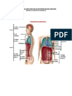 Planuri Si Raporturi Anatomice - PDF PDF